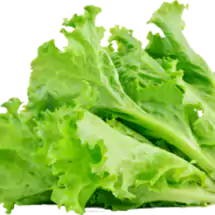 Isbergsalat